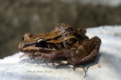 Leptodactylus