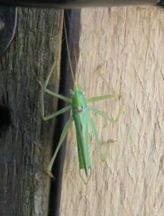 Meconema thalassinum