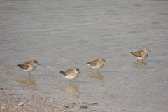 Calidris subminuta