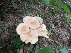 Lyophyllum decastes