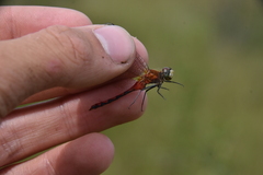 Sympetrum obtrusum