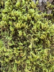 Homalothecium fulgescens