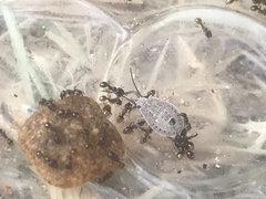 Apodiphus amygdali