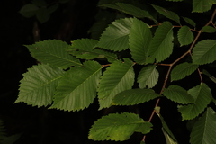 Ulmus glabra