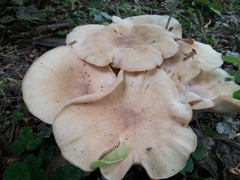Lyophyllum decastes