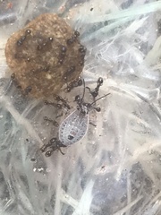 Apodiphus amygdali