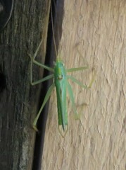 Meconema thalassinum