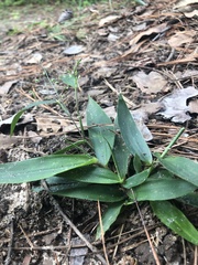 Dichanthelium commutatum