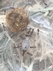 Apodiphus amygdali