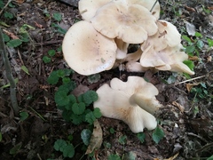 Lyophyllum decastes