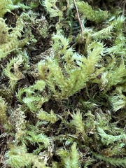 Homalothecium fulgescens