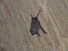 Peropteryx