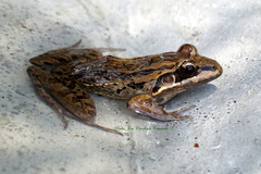 Leptodactylus