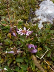 Erigeron alpinus