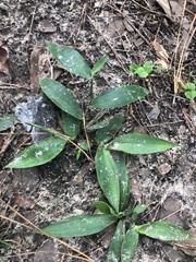 Dichanthelium commutatum