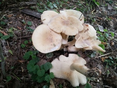 Lyophyllum decastes