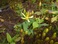 Hypericum hircinum