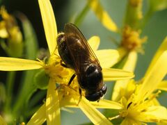 Cheilosia canicularis