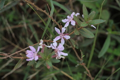 Cuphea racemosa
