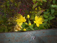 Hypericum hircinum