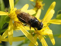 Cheilosia canicularis