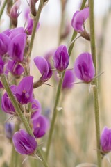 Astragalus chloodes