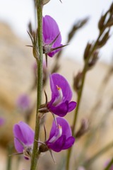Astragalus chloodes
