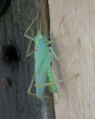 Meconema thalassinum