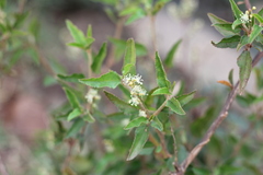 Croton bonplandianus