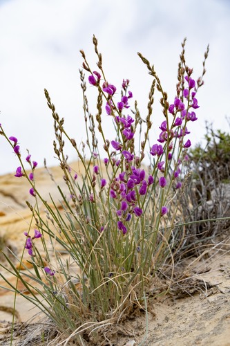 grass milkvetch (Astragalus chloodes)