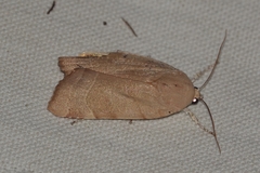 Noctua fimbriata