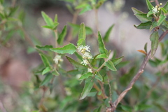 Croton bonplandianus