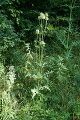 Dipsacus laciniatus