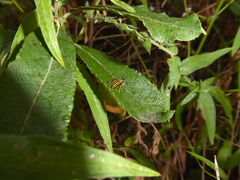 Vespula