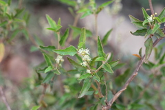 Croton bonplandianus