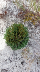 Selaginella acanthonota