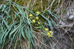 Bupleurum ranunculoides