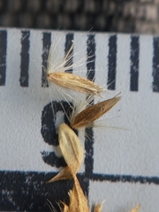 Calamagrostis inexpansa