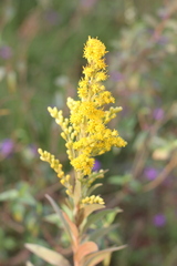 Solidago chilensis