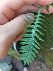 Polypodium virginianum