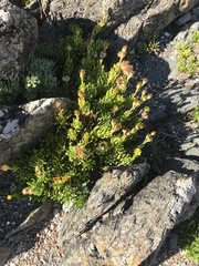 Limbarda crithmoides