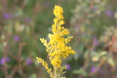 Solidago chilensis