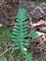 Polypodium virginianum