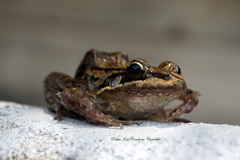 Leptodactylus