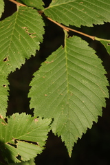 Ulmus glabra
