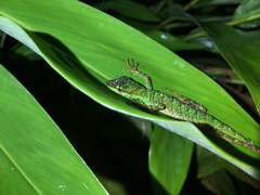 Anolis ventrimaculatus