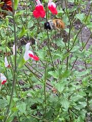 Xylocopa tabaniformis azteca