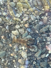 Pacifastacus leniusculus