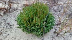 Selaginella acanthonota
