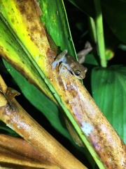 Dendropsophus columbianus